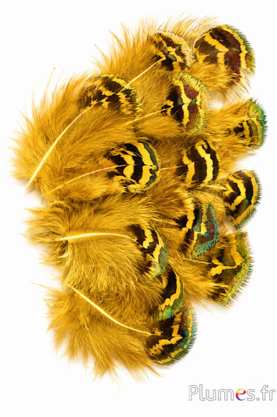 Pavone blu - 3-8 cm - bruno-verde-giallo